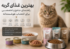 بهترین غذای گربه