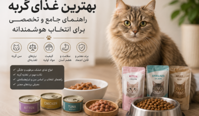 بهترین غذای گربه